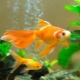 Compatibility of goldfish with representatives of other breeds