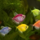 Thornsia glofish: maintenance, breeding and care