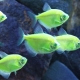 Thorny caramel: keeping and caring for aquarium fish