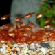 Tetra amanda: maintenance, care and breeding
