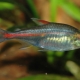 Tetra: description, types and maintenance of aquarium fish