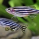 The intricacies of keeping zebrafish fish