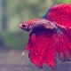 Subtleties of keeping fish cockerel and basic recommendations for care