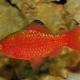 Care and maintenance of barbs