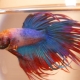 Care and maintenance of a cockerel fish in a mini-aquarium