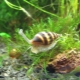 Helena snail: benefits, harms and recommendations for maintenance