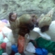 Melania snail: varieties, selection, care, breeding