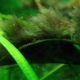 A flip flop in an aquarium: what is it and how to get rid of it?