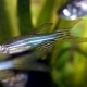 Zebrafish species