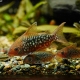 Types of catfish corridor