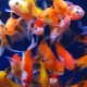Types of goldfish
