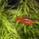 Cherry barbus: description, maintenance and care