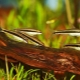 Algae eaters: fish species, compatibility and content