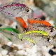 All about aquarium fish