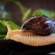All about the Achatina snails: features, species, cultivation and interesting facts