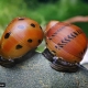 Everything about snails: features and types, maintenance and care