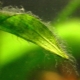 Green algae in an aquarium: causes of appearance, methods of control and prevention