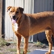 Golden Rottweiler: description and care