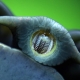Cochlear teeth: how many and how are they located?