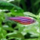 Danio rerio: description and content of fish