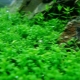 Hemianthus cube: description and content in the aquarium