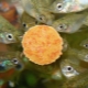 How and what to feed guppies?