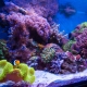 Marine aquariums: selection of fish and equipment, launch rules