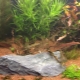 Nitrates in the aquarium: the norm, how to increase or decrease?