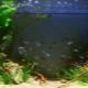 Restarting the aquarium: how to properly change the water?
