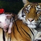 Pig and Tiger compatibility