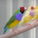 Amadina Goulda: keeping and breeding at home