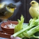 What and how to feed the canaries?