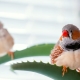Poultry: an overview of popular species