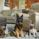 Pets: features and a list of the best