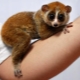 Exotic pets: a list of pets and their keeping secrets