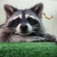 Raccoon as a pet: the pros and cons of keeping