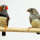 How to distinguish a male finch from a female?