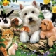 What kind of pet is better to have in the apartment?