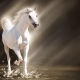 Which animal will be the symbol of 2050?
