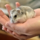 What kind of animal can you have at home?