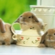 Best Little Pets