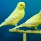 Features of keeping a canary at home
