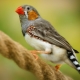 Finch birds: types and maintenance at home
