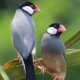 Rice finch: maintenance and breeding