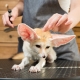 The most unusual pets