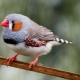 How many years do finches live and what does it depend on?