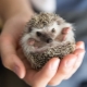 How long do hedgehogs live at home?