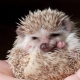 All about house hedgehogs