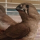 Japanese finches: description and content at home