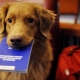 Pet laws